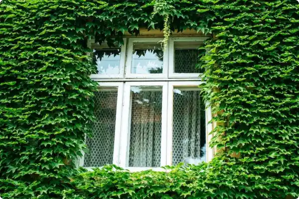 Une fenêtre au milieu d’une façade couverte de lierre